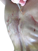 Restauración escultura. Reintegración cromática